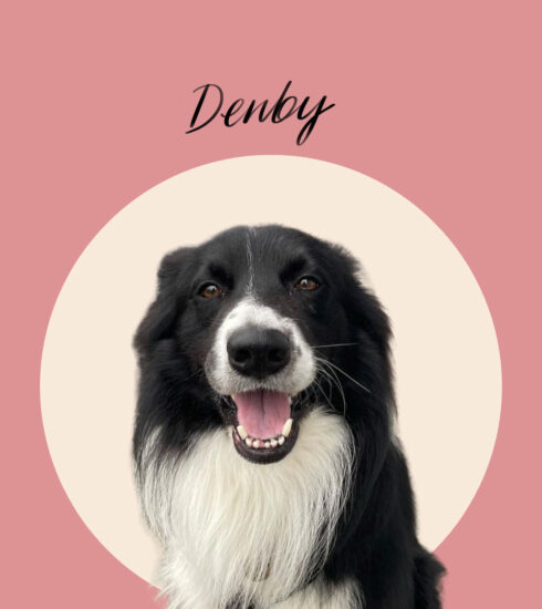 Denby Dog of the month for Get Hastings
