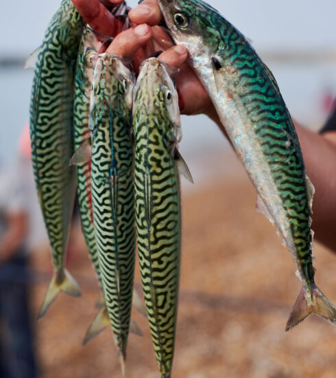 Mackerel Day